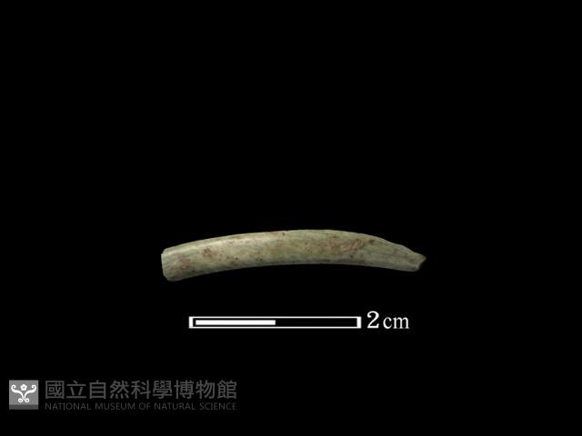 玉玦藏品圖，第2張