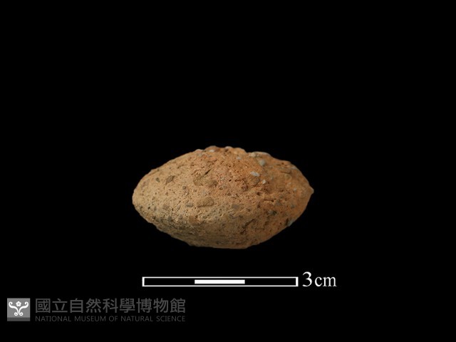 紡輪藏品圖，第1張