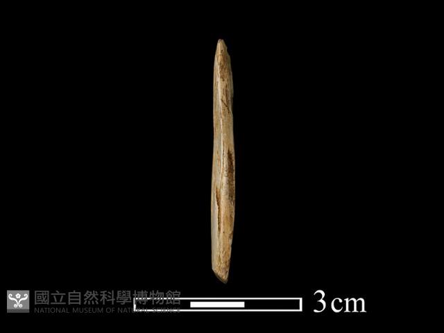 錛鑿形器藏品圖，第2張