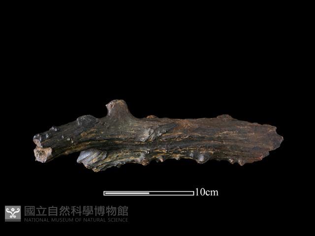 四不像化石藏品圖，第2張