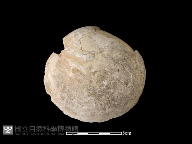 貝刮器藏品圖，第2張