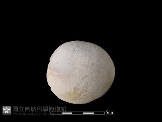 貝刮器藏品圖，第1張