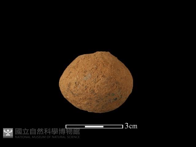 紡輪藏品圖，第2張