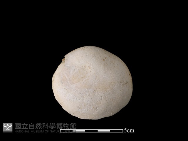 貝刮器藏品圖，第1張