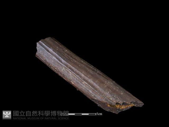 四不像化石藏品圖，第2張