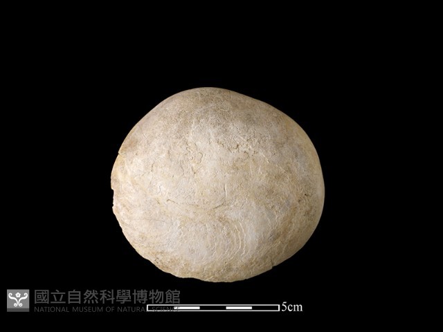 貝刮器藏品圖，第1張