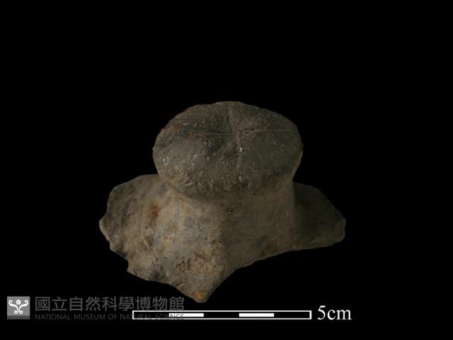 陶蓋鈕藏品圖，第2張