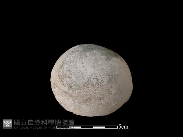 貝刮器藏品圖，第2張