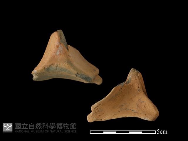 連杯形器藏品圖，第1張