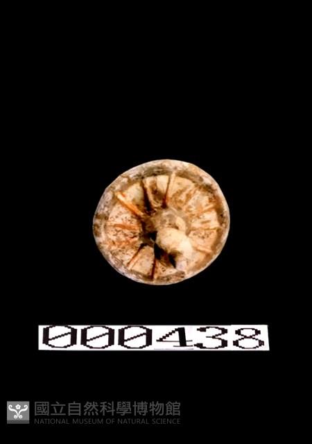 加彩牛車-輪藏品圖，第1張