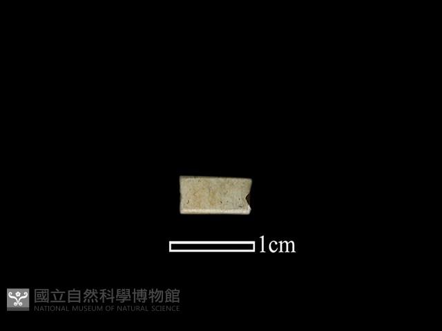 管珠藏品圖，第1張
