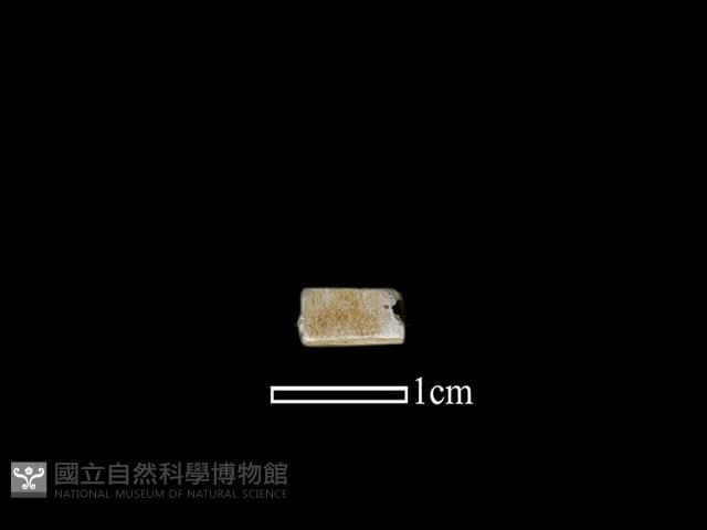 管珠藏品圖，第1張