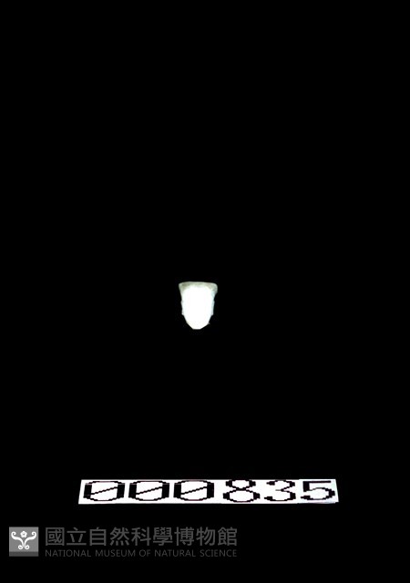 灰陶加彩女立俑藏品圖，第1張