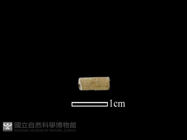 管珠藏品圖，第1張
