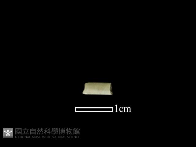 管珠藏品圖，第1張