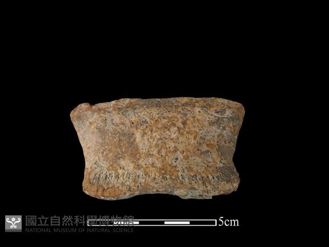 陶罐藏品圖，第1張