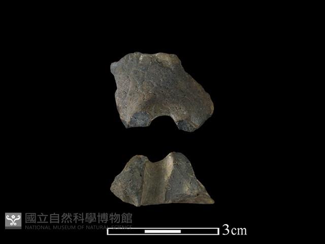 紡輪藏品圖，第1張