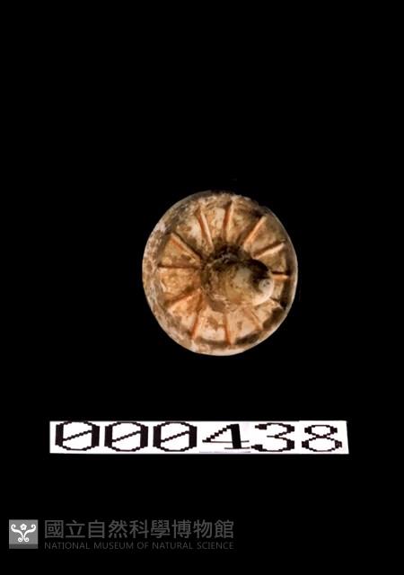 加彩牛車-輪藏品圖，第1張