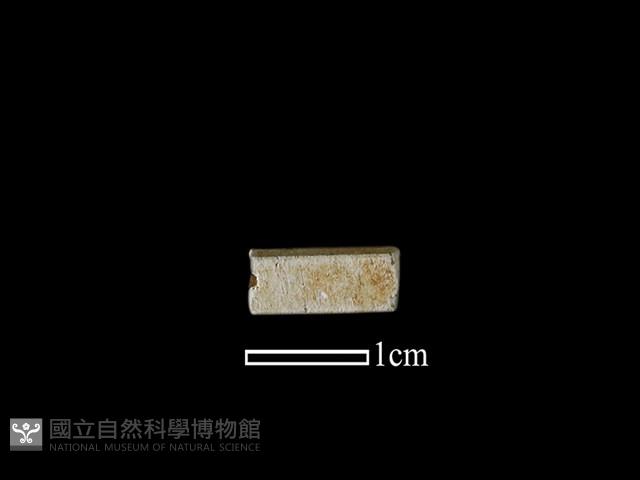管珠藏品圖，第1張