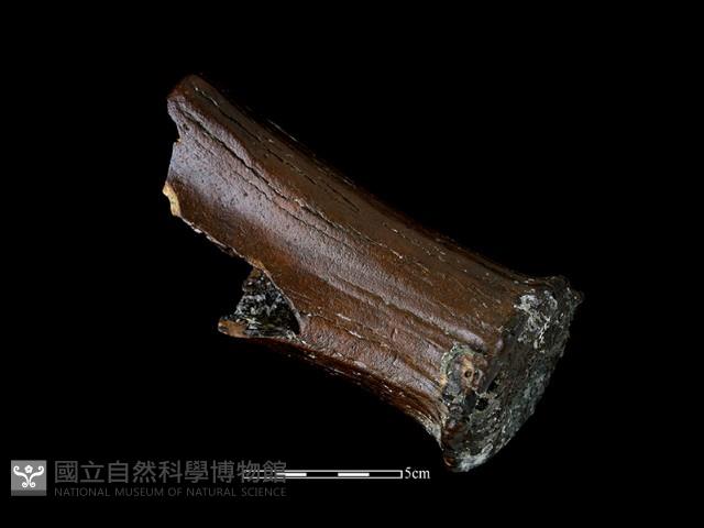 四不像化石藏品圖，第2張