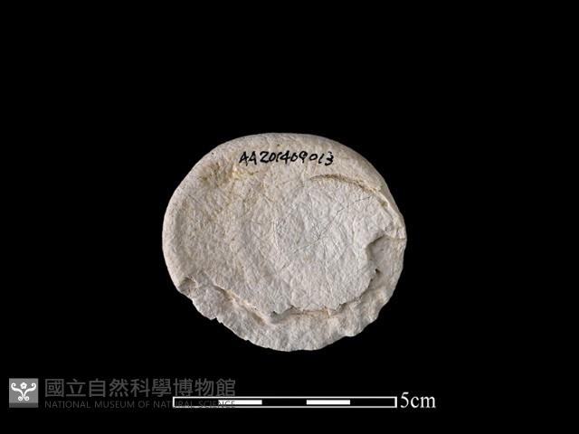 貝刮器藏品圖，第1張