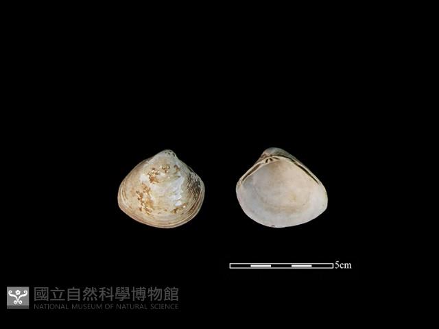 大蜆藏品圖，第1張