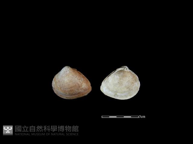 大蜆藏品圖，第1張