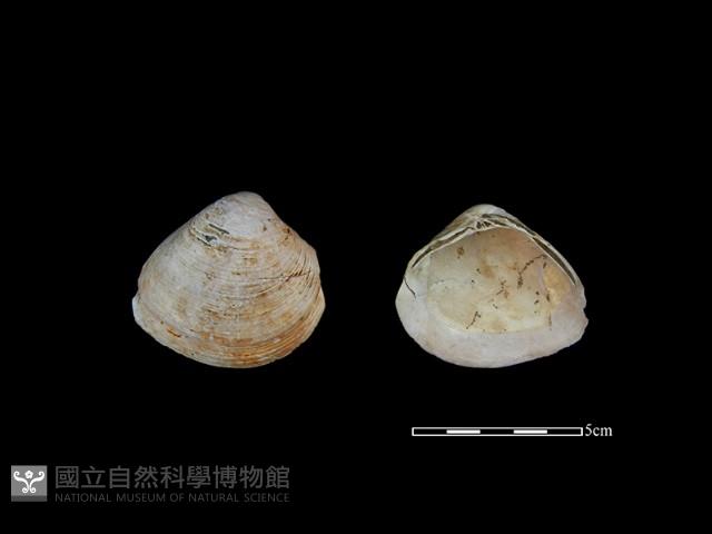大蜆藏品圖，第1張
