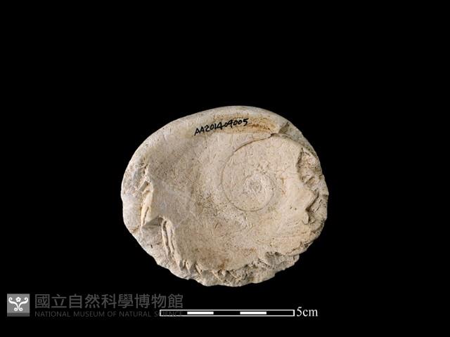 貝刮器藏品圖，第1張