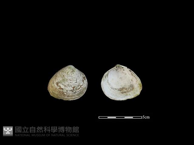 大蜆藏品圖，第1張