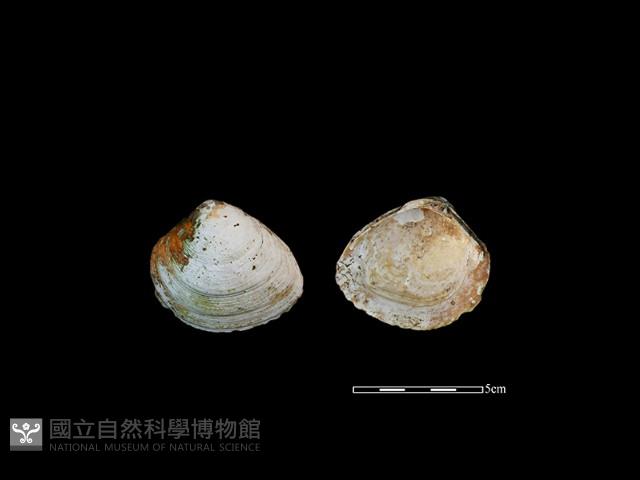 大蜆藏品圖，第1張