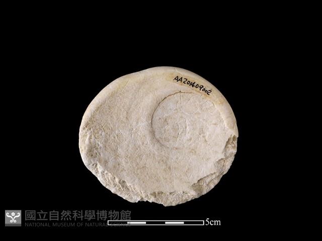 貝刮器藏品圖，第2張