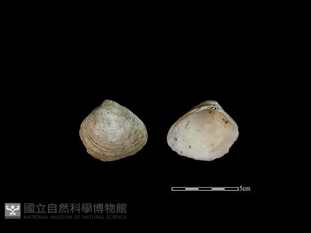大蜆藏品圖，第1張