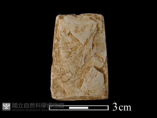 錛鑿形器藏品圖，第1張