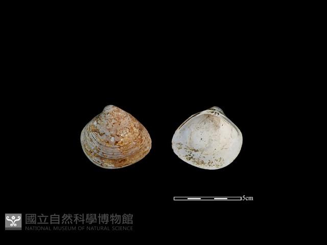 大蜆藏品圖，第1張