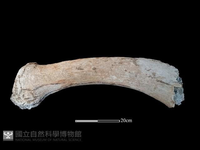 鯨魚骨藏品圖，第2張