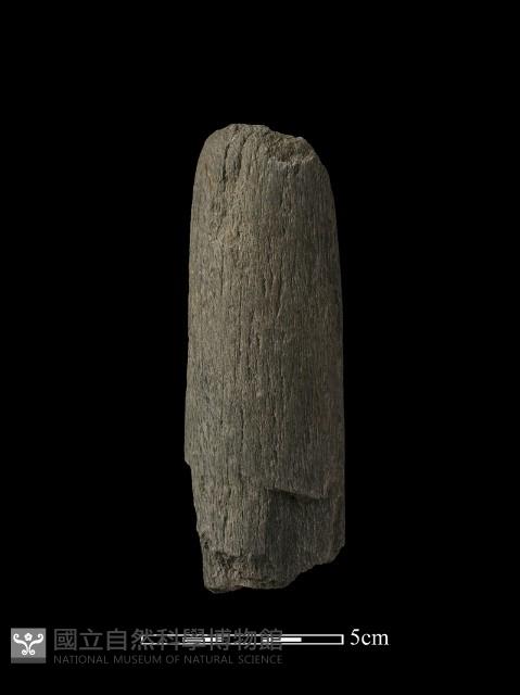 石杵藏品圖，第1張