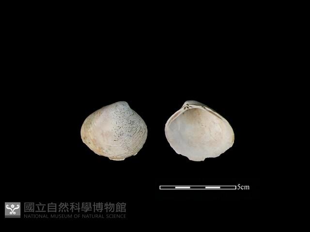 大蜆藏品圖，第1張