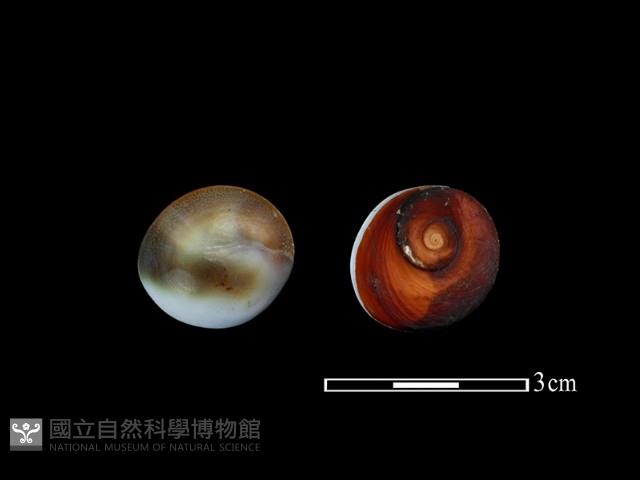 蠑螺藏品圖，第1張