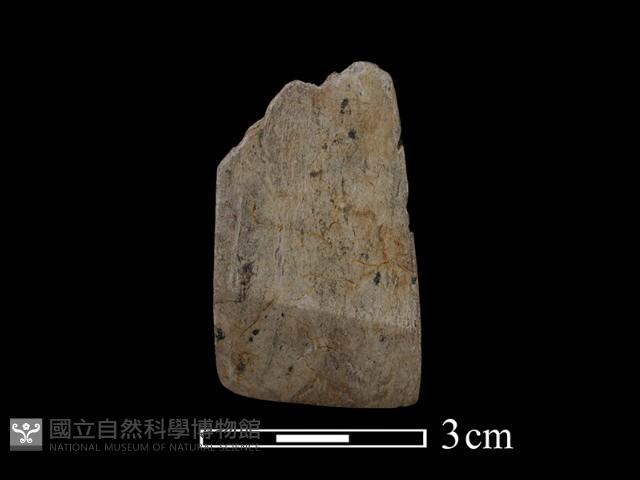 錛鑿形器藏品圖，第2張