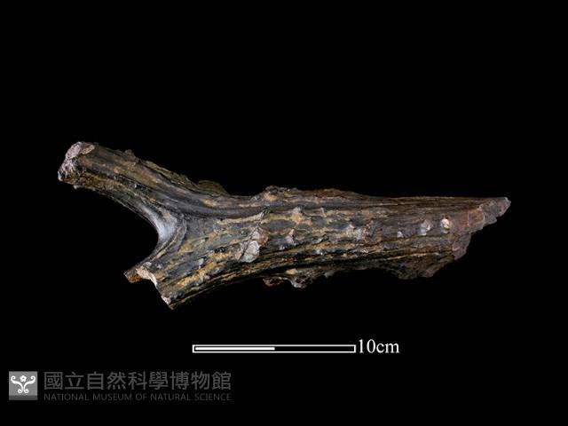 四不像化石藏品圖，第1張