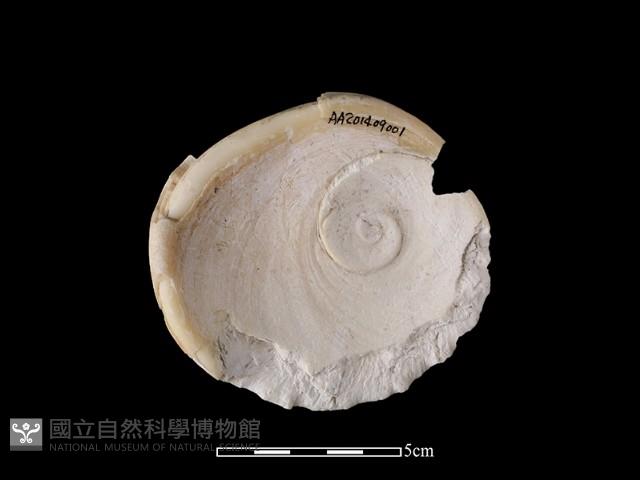 貝刮器藏品圖，第1張
