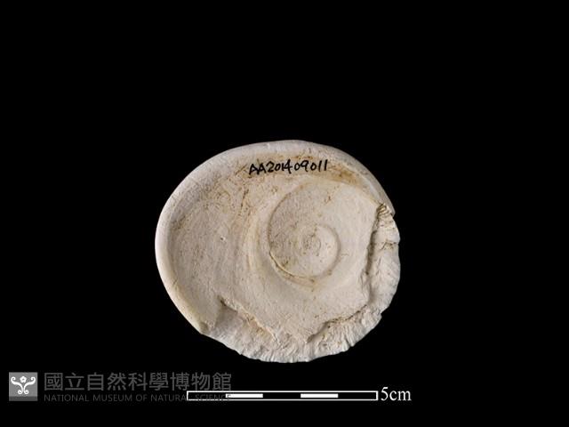 貝刮器藏品圖，第2張