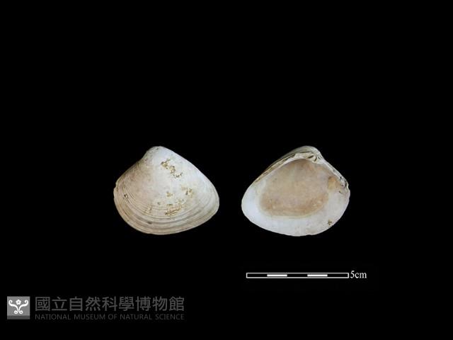 大蜆藏品圖，第1張