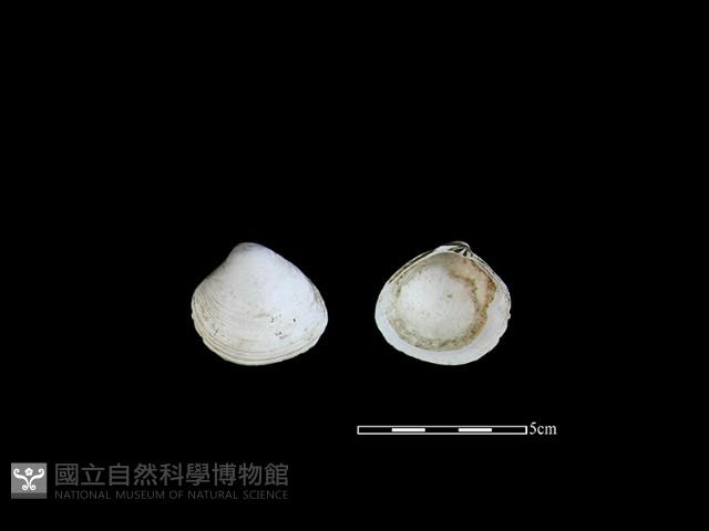 大蜆藏品圖，第1張