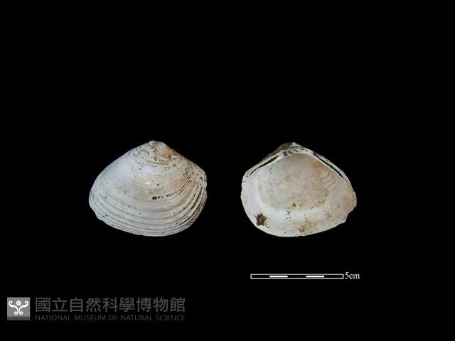 大蜆藏品圖，第1張