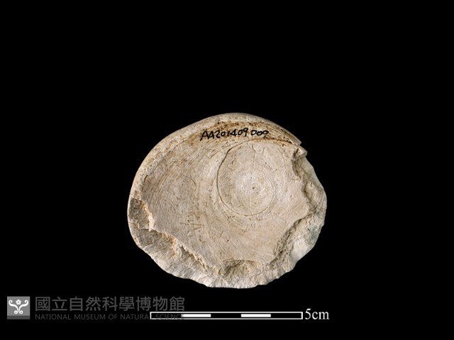 貝刮器藏品圖，第2張