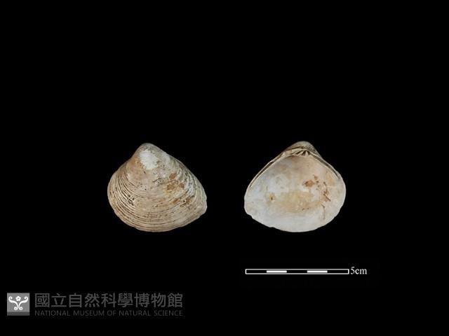 大蜆藏品圖，第1張