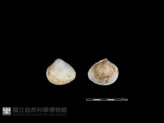 大蜆藏品圖，第1張