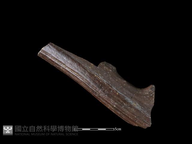 四不像化石藏品圖，第1張